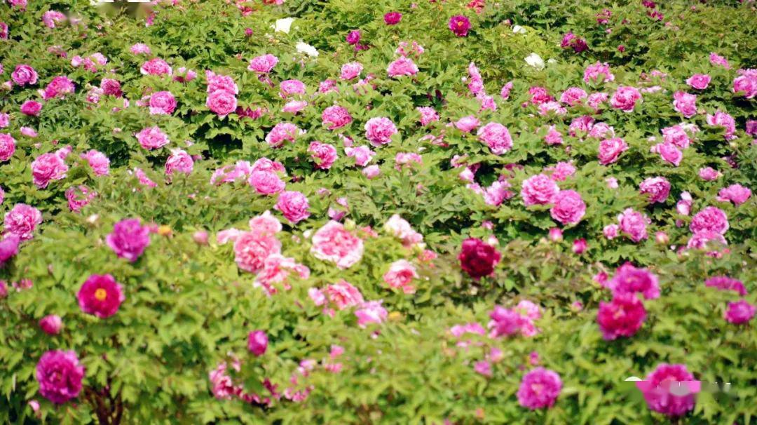 威廉希尔中文站-绵阳牡丹谷大败大连大业，降级形势严峻