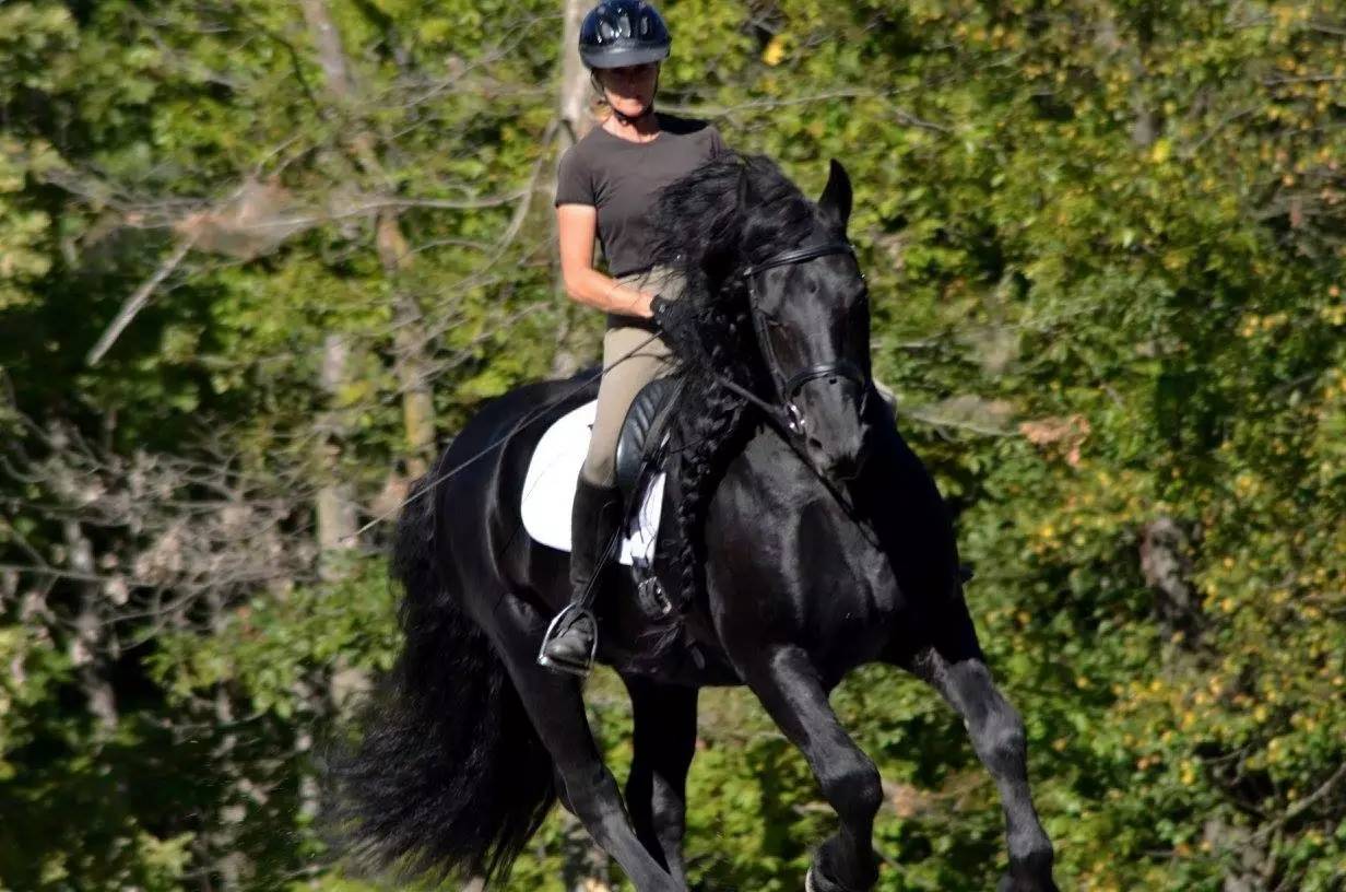 英国威廉希尔-亚洲豪杰扬威赛场，浑身散发着勇猛无畏的气息！