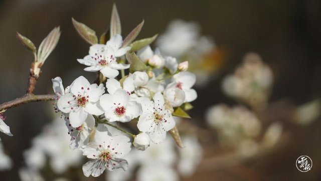 威廉希尔app-暗香浮动,半决赛上奏如梦似幻的交响乐