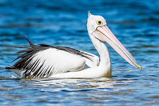 威廉希尔中文站-大洋洲游泳选手实力强劲,引起热议