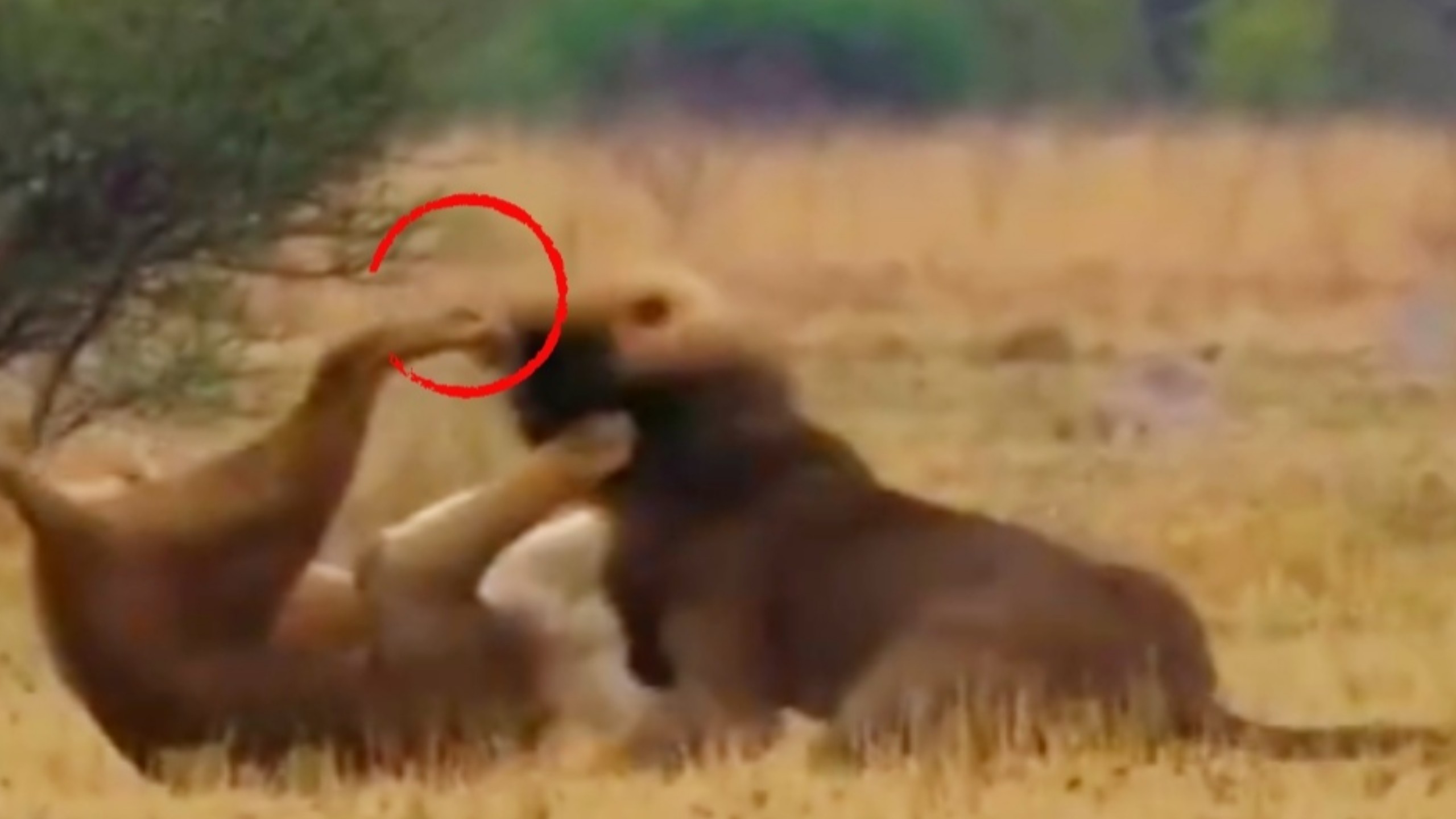 雄狮球员士气高昂，迅速打破对手抵抗