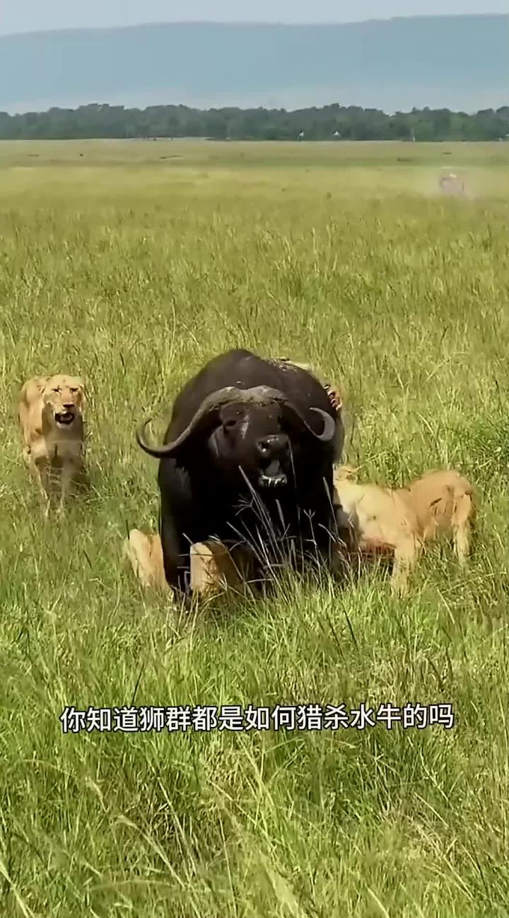 英国威廉希尔-公牛队擒下雄狮，战胜对手稳定领先