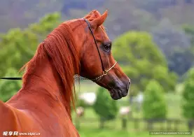 威廉希尔官网-马拉加遇难不放弃，全队齐心协力