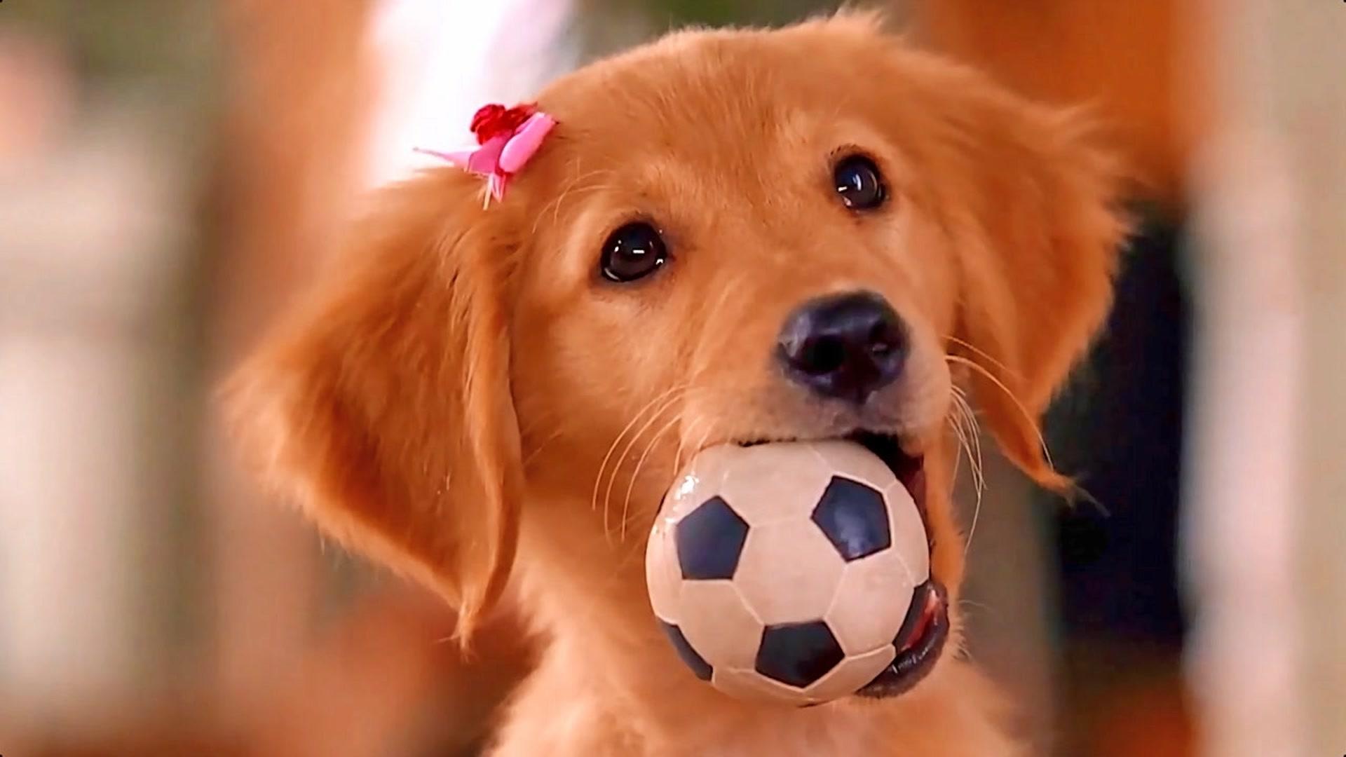 美洲狗战胜太空人，泰勒·希罗彻发威